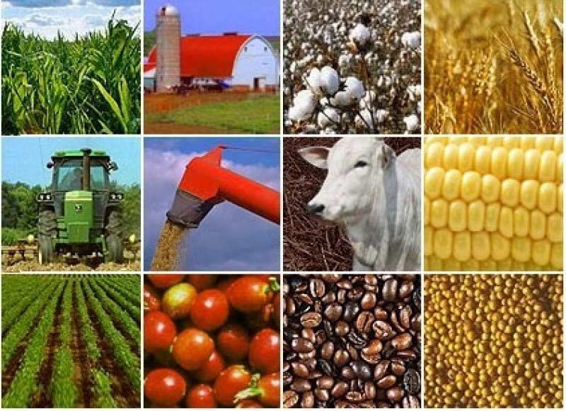 FAO công bố Báo cáo Triển vọng ngành Nông nghiệp thế giới đến năm 2030