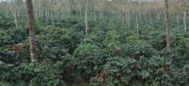 vuon_cf_1